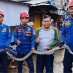 Petugas Damkar Kalsel menangkap ular piton di wilayah kota Banjarmasin. Foto-dok. Mc Kalsel
