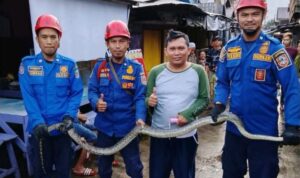 Petugas Damkar Kalsel menangkap ular piton di wilayah kota Banjarmasin. Foto-dok. Mc Kalsel