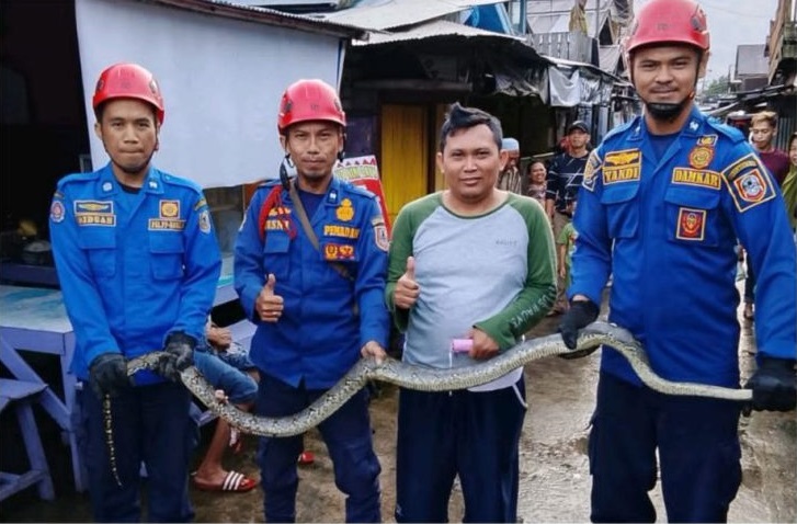 Petugas Damkar Kalsel menangkap ular piton di wilayah kota Banjarmasin. Foto-dok. Mc Kalsel