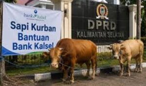 Sapi-Bank-Kalsel